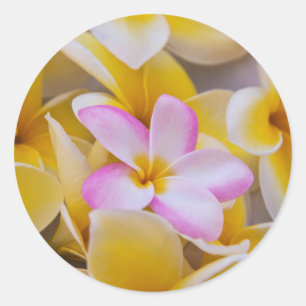 Sticker Rond États-Unis, Hawaï, Oahu, fleurs de la plumeria e