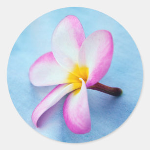 Sticker Rond États-Unis, Hawaï, Oahu, Fleurs de plumeria en fle