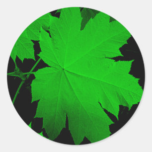 Sticker Rond États-Unis, Kansas, Feuilles de chêne dans la lumi
