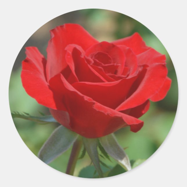Sticker Rond États-Unis, Kansas, Red Rose (Devant)