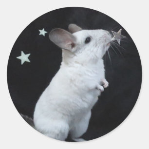Sticker Rond étoile Chinchilla