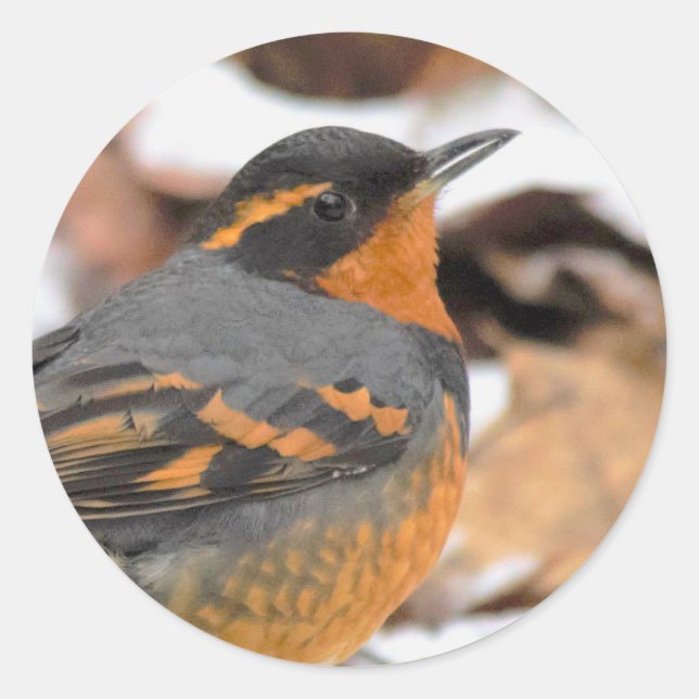 Sticker Rond Étonnant oiseau-chanteur à Grive variée en hiver (Devant)