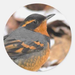 Sticker Rond Étonnant oiseau-chanteur à Grive variée en hiver