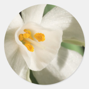 Sticker Rond Événement et Mariage de printemps à fleurs blanche