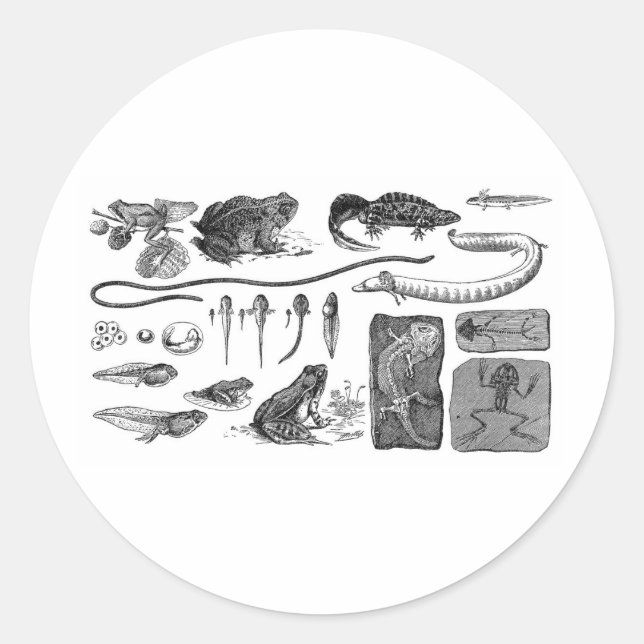 Sticker Rond Évolution amphibie (Devant)