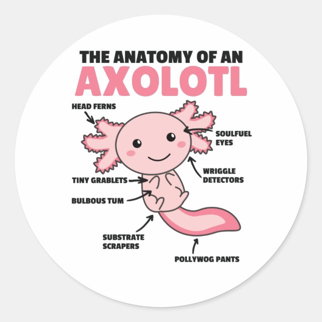 Sticker Rond Explication Axolotl Anatomie D'Un Axolotl (Devant)