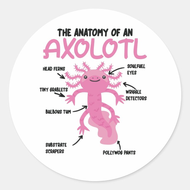 Sticker Rond Explication Axolotl Anatomie D'Un Axolotl (Devant)