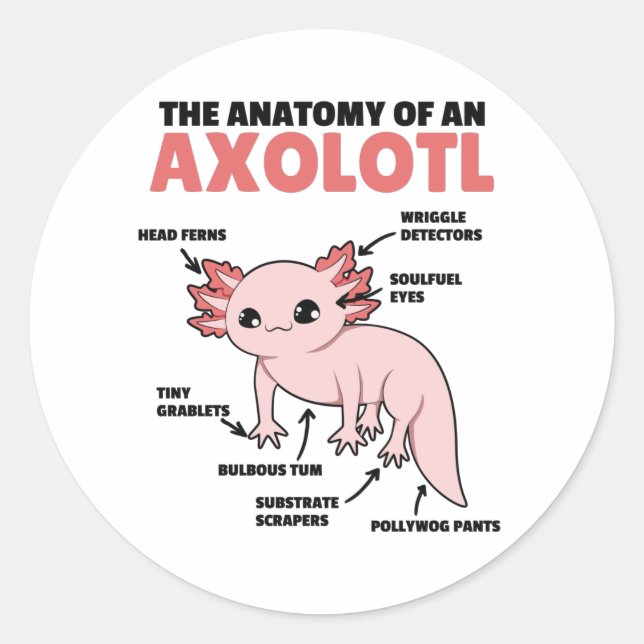 Sticker Rond Explication Axolotl Anatomie D'Un Axolotl (Devant)