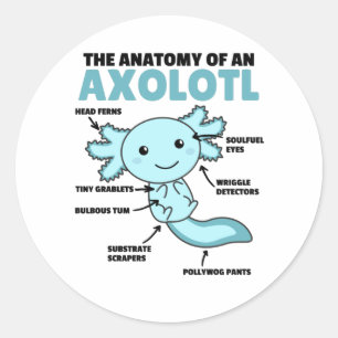 Sticker Rond Explication Axolotl Anatomie D'Un Axolotl