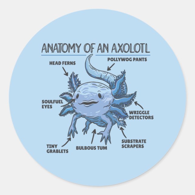 Sticker Rond Explication Axolotl Anatomie D'Une Classique Axolo (Devant)