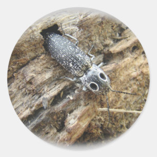 Sticker Rond Eyed Elater Click Beetle - Alaus oculatus