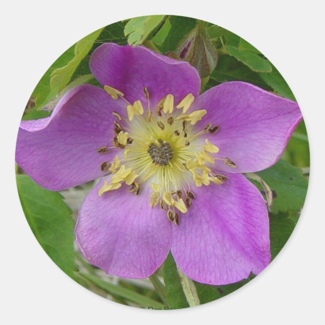 Sticker Rond F13 Prickley Rose Alberta Wild Rose (Devant)