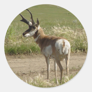 Sticker Rond F39 Antilope d'Amérique mâle