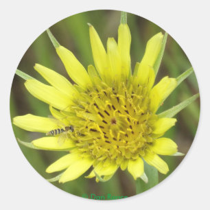 Sticker Rond F41 Jaune Barbebouc Fleur Sauvage