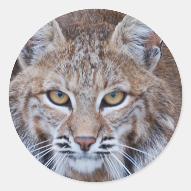Sticker Rond Face Bobcat (Devant)
