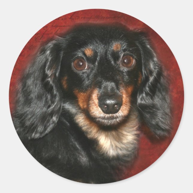 Sticker Rond Face Dachshund (Devant)