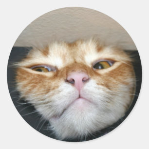Sticker Rond Face de chat