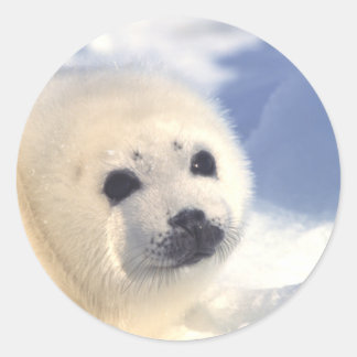 Sticker Rond Face de joint