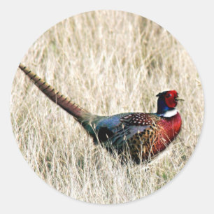 Sticker Rond Faisan cou à anneau dans la prairie