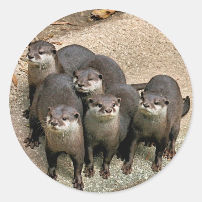 Sticker Rond Famille adorable de Otter (Devant)