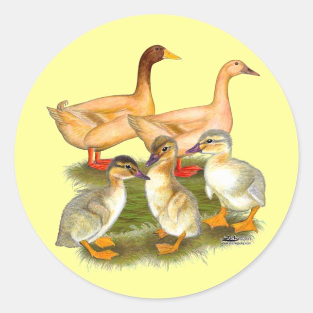 Sticker Rond Famille Buff Orpington Duck (Devant)