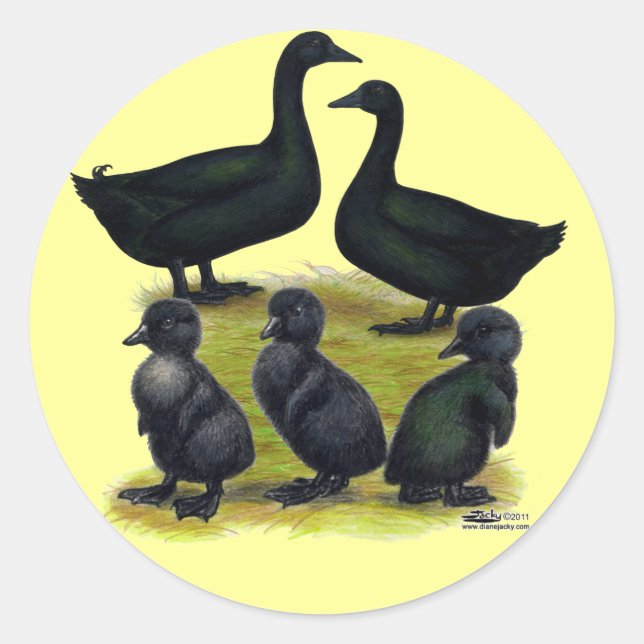 Sticker Rond Famille Cayuga Duck (Devant)