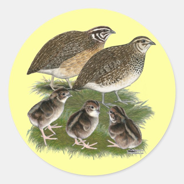 Sticker Rond Famille Coturnix Quail (Devant)