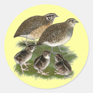 Sticker Rond Famille de Cailles Coturnix