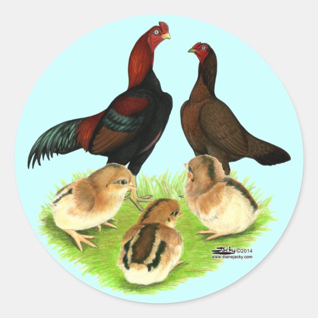 Sticker Rond Famille de poulet rouge noir Aseel (Devant)