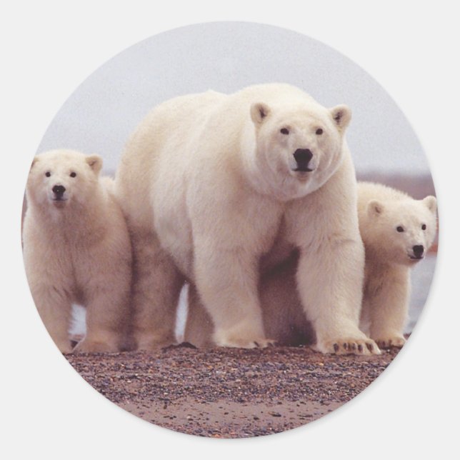 Sticker Rond Famille d'ours polaires (Devant)
