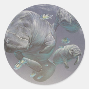 Sticker Rond Famille Manatee