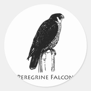 Sticker Rond Faucon pérégrin (illustration)