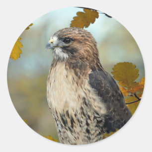 Sticker Rond Faune Red Tail Hawk Automne Photo