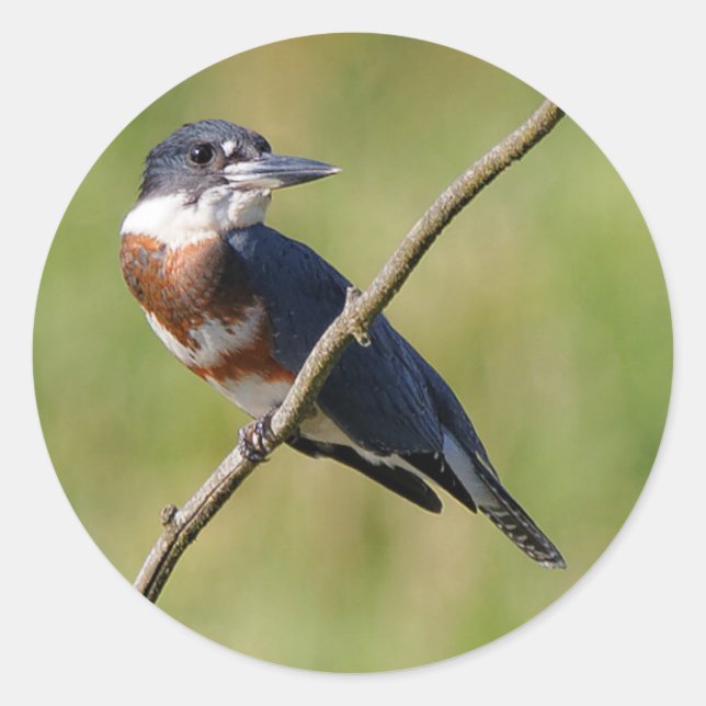 Sticker Rond Femme Belted Kingfisher dehors sur un membre (Devant)
