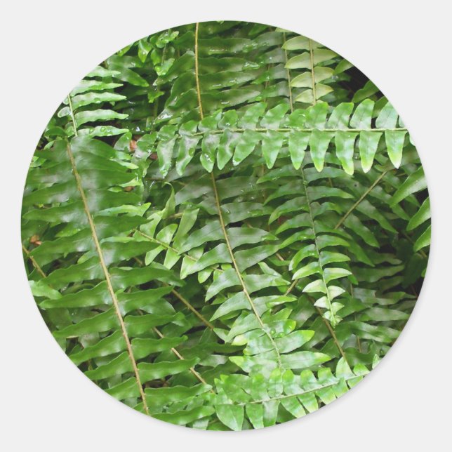 Sticker Rond Fermer Fronds I Green Nature (Devant)