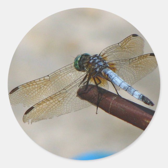 Sticker Rond Fermer la libellule (Devant)