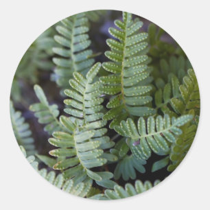 Sticker Rond Ferne de résurrection - Polypodium polypodioides