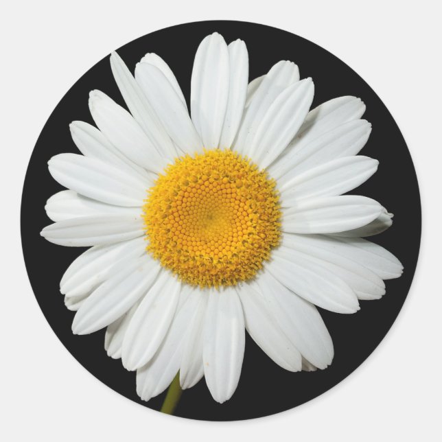 Sticker Rond Fête de mariage noir floral blanc de marguerite (Devant)