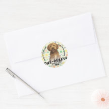 Fête du premier anniversaire du Goldendoodle vert