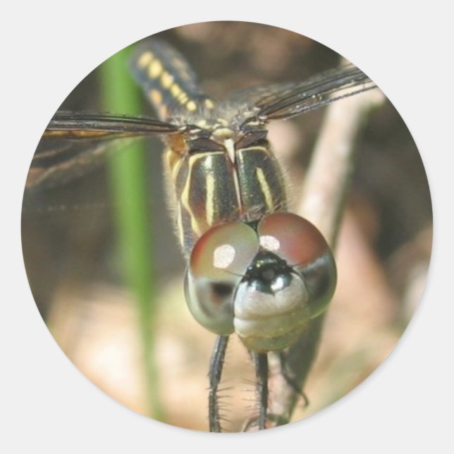 Sticker Rond Feuille d'autocollants "Dragonfly Smile" (Devant)