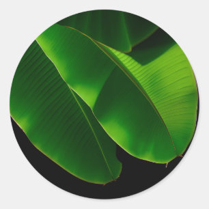 Sticker Rond Feuille de bananier verte vibrante Tropical rappro