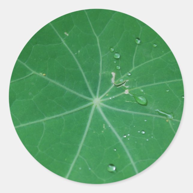 Sticker Rond feuille de nasturtium (Devant)