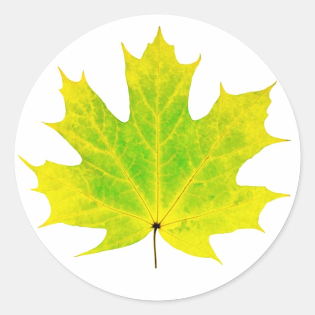 Sticker Rond Feuille d'érable vert jaune (Devant)