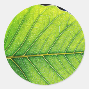 Sticker Rond Feuille vert de feuille