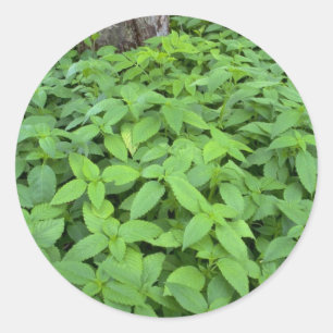 Sticker Rond feuilles Abstraits de menthe sauvage