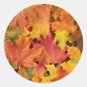 Sticker Rond Feuilles automnales mariages Couleurs automnales o
