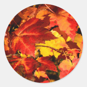 Sticker Rond Feuilles d'automne colorées, feuille d'érable roug