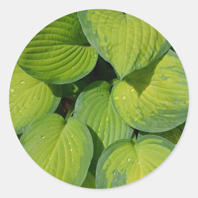 Sticker Rond Feuilles plantes de printemps vert (Devant)