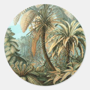 Sticker Rond Filicinae par Ernst Haeckel, Plantes Vintages de l