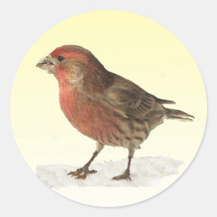 Sticker Rond Finch Maison